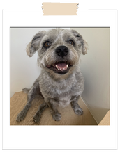 Load image into Gallery viewer, Mutts of Manly Tote Orange Jock