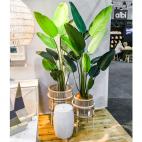 Load image into Gallery viewer, Bago Basket and Planter