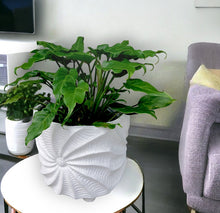 Load image into Gallery viewer, Xanadu Plant 20cm