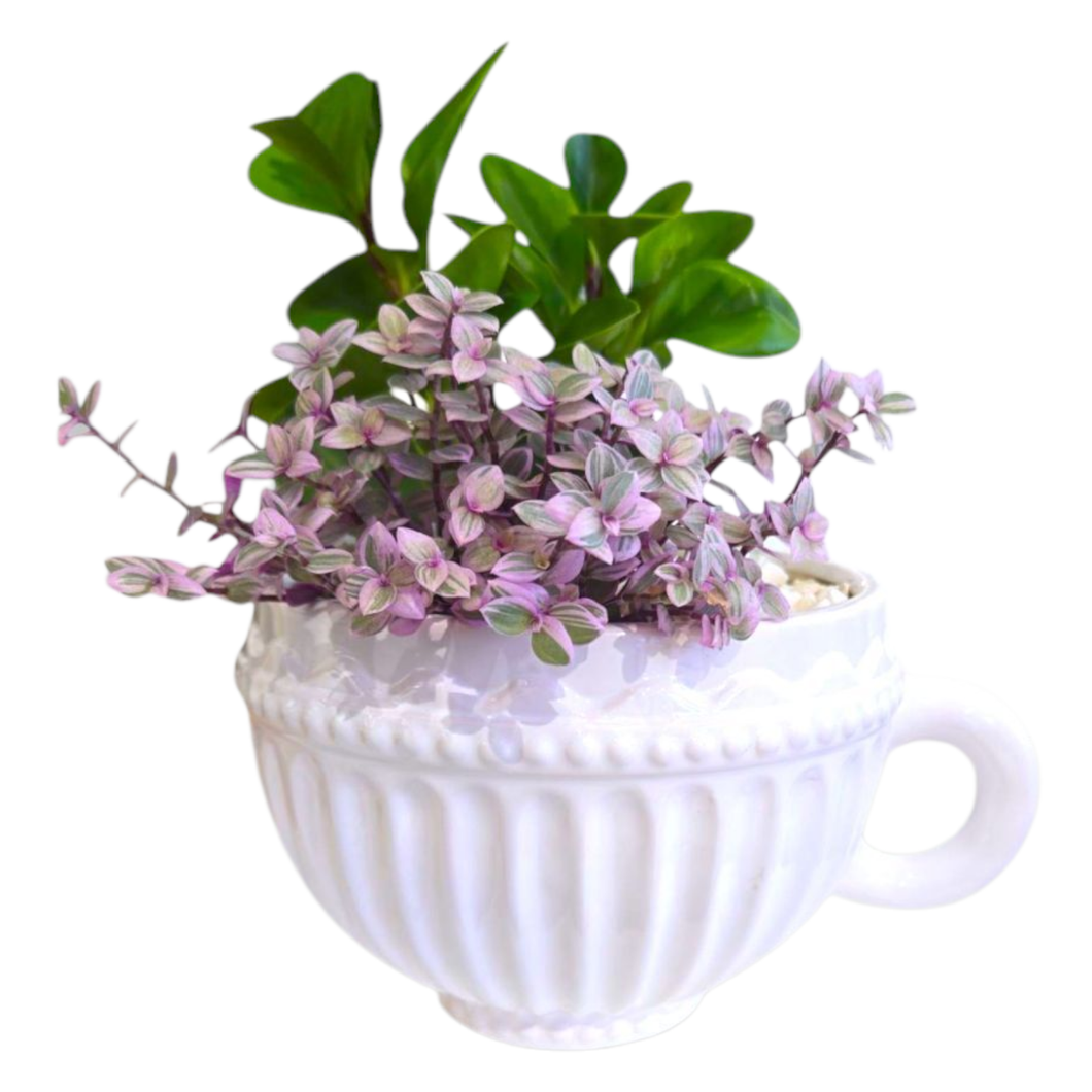 Teacup potted Plant