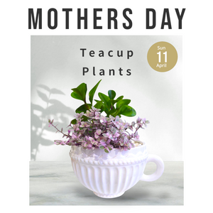 Teacup potted Plant