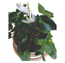 Load image into Gallery viewer, Heart Leaf Philodendron 20cm
