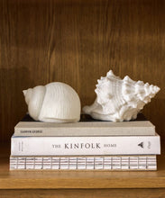 Load image into Gallery viewer, Snail Shell Deco Light
