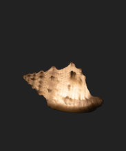 Load image into Gallery viewer, Conch Shell Deco Light
