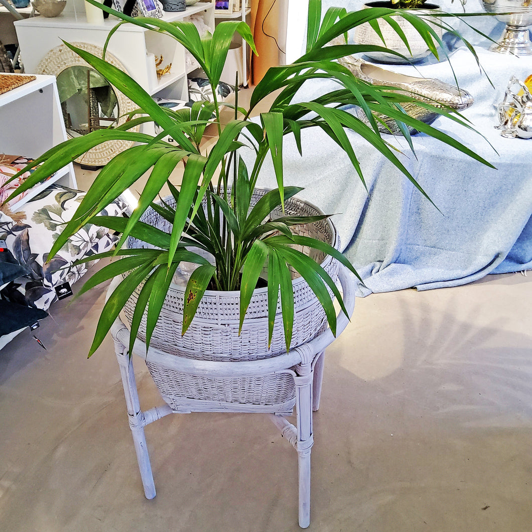 Kentia Palm 20cm