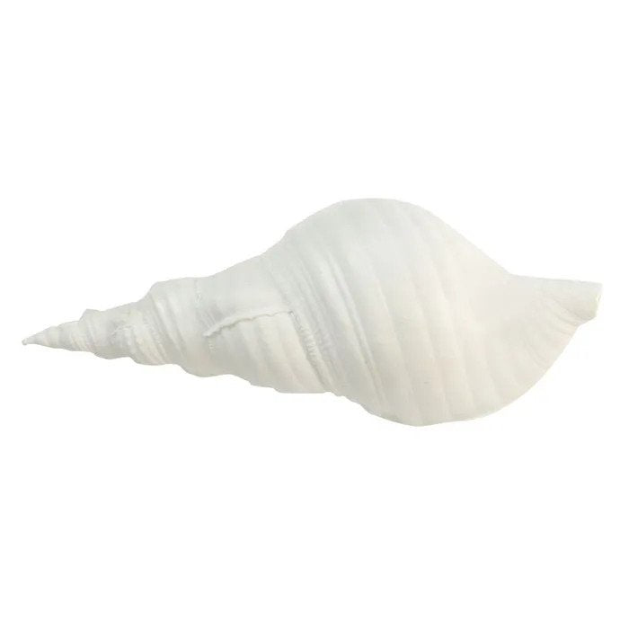 Sea Snail Shell  21.5x9cm White