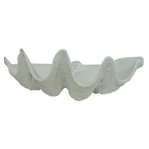 Clam shell White 51.5cmL
