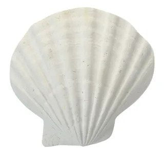 Sea Shell 13.5x12.5