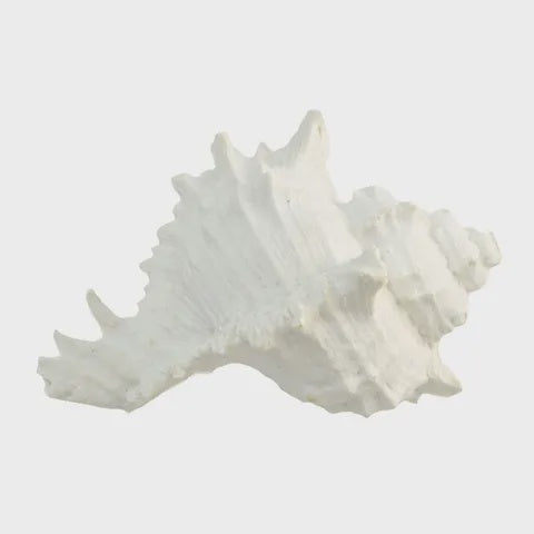 Shell Sea Snail White Sml