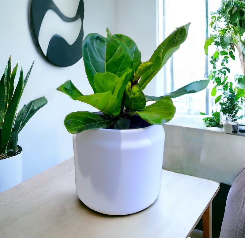 Ficus Lyrata - Fiddle Leaf Fig 20cm