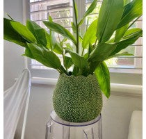 Load image into Gallery viewer, Lychee Vase Green
