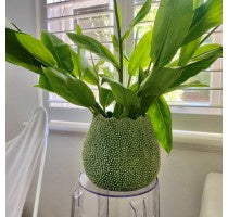 Lychee Vase Green