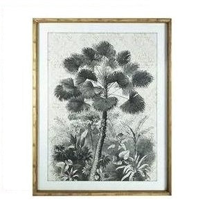 Chinese Fan Palm Print 60x80